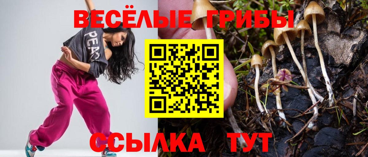 Галлюциногенные грибы Psilocybe Мелеуз